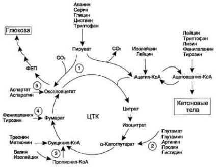 Glicogen și aminoacizi cu cetonă