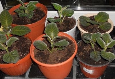 Gloxinia reproducere la domiciliu