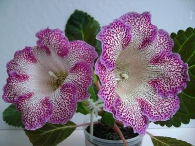 Gloxinia reproducere la domiciliu