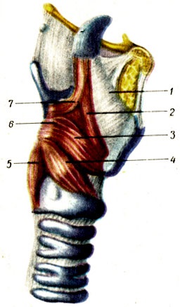 Larynx 1986 gavrilov l