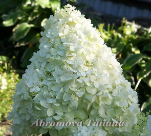 Hortensia - Abramova Tatiana