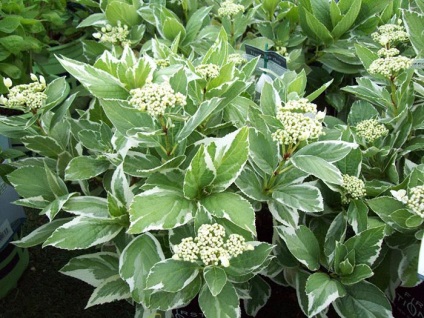 Leírás A hortenzia (Hydrangea élő első fedél) Hortenzia leírás