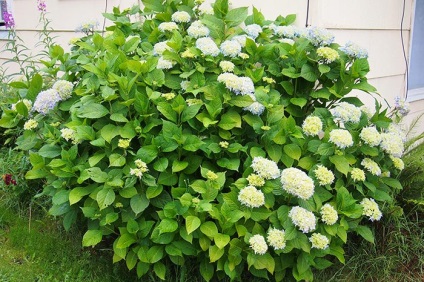 Hortenzia leírása (tűlevelű bokrok) Hortenzia leírás