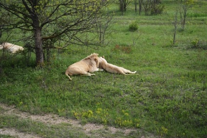 Carne de vită cu roșii de cireșe și orez reteta cu fotografii