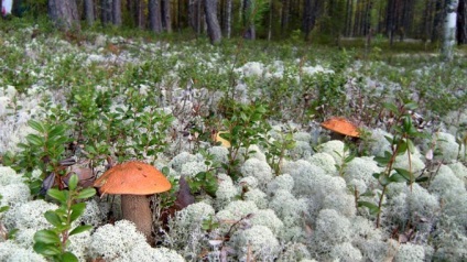 Ciuperci în cazul în care cresc ciuperci ciuperci descriere, fotografie, cum să gătească ciuperci
