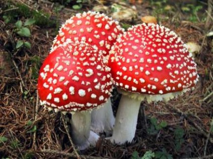 Грибний сезон отруйні гриби