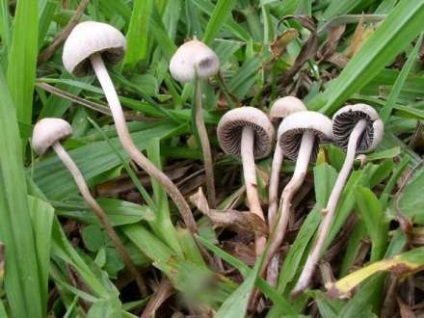 Gomba szezon mérgező gombák (hasznos tulajdonságok) Gomba szezon mérgező gombák