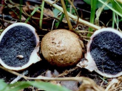 Ciuperci ciuperci otrăvitoare sezon