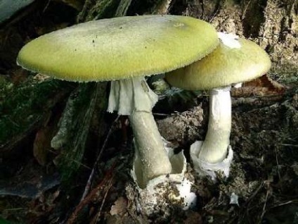 Грибний сезон отруйні гриби