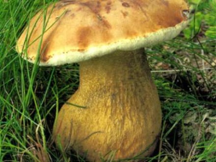Gomba szezon mérgező gombák (hasznos tulajdonságok) Gomba szezon mérgező gombák