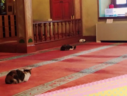 Imamul permite pisicilor fără adăpost să se încălzească în moschee