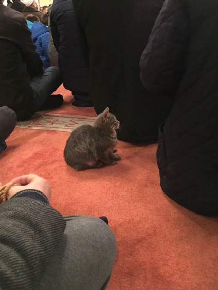 Imamul permite pisicilor fără adăpost să se încălzească în moschee