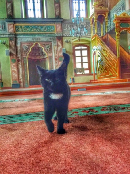 Imam hagyja kóbor macskák sütkérezik a mecsetben