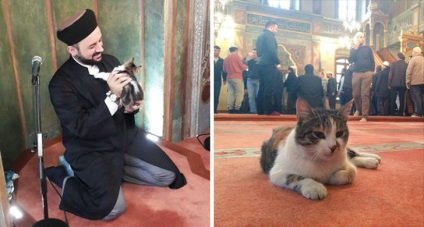 Imam hagyja kóbor macskák sütkérezik a mecsetben