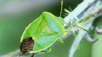 Utasítás az alapok felhasználása mittoks-moly