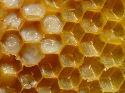 Informații interesante despre revizuirea larvelor albinelor și despre videoclip