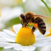 Informații interesante despre revizuirea larvelor albinelor și despre videoclip