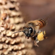 Цікаві факти про личинках бджіл огляд і відео