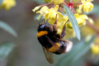 Informații interesante despre albinele bumble