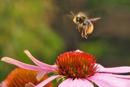 Informații interesante despre albinele bumble