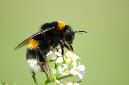 Informații interesante despre albinele bumble