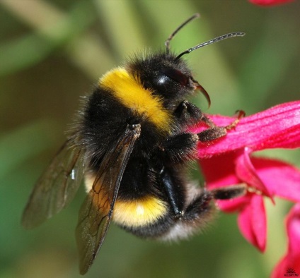 Interesante despre bumblebees - viata, natura, revizuirea fotografiilor, ziarul meu