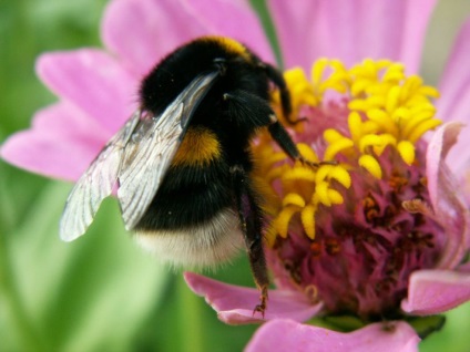 Interesante despre bumblebees - viata, natura, revizuirea fotografiilor, ziarul meu