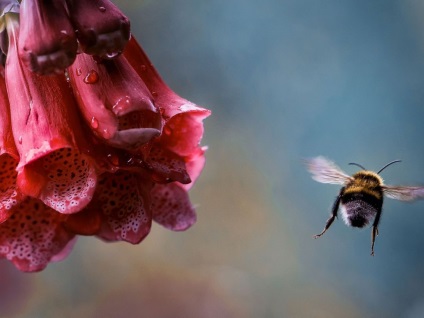 Interesante despre bumblebees - viata, natura, revizuirea fotografiilor, ziarul meu