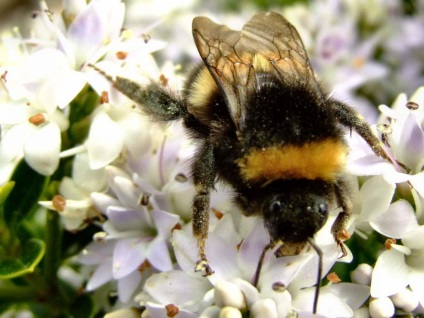 Interesante despre bumblebees - viata, natura, revizuirea fotografiilor, ziarul meu