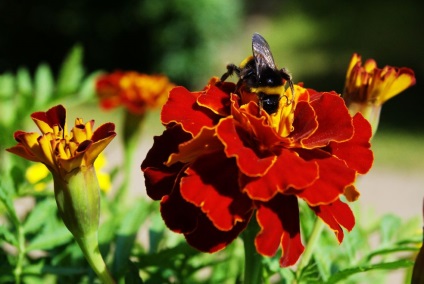 Érdekességek a méhek - az élet, a természet, fotó felülvizsgálat, a sajtó