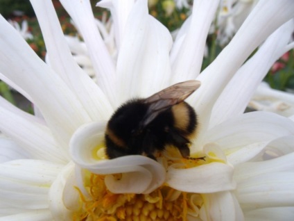 Interesante despre bumblebees - viata, natura, revizuirea fotografiilor, ziarul meu
