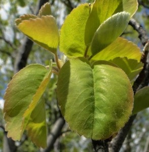 Saskatoon betegségek, kártevők és más növényi problémák