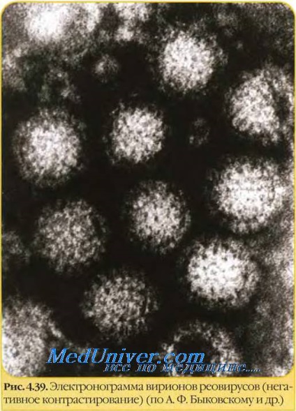 Sursa infecției cu rotavirus