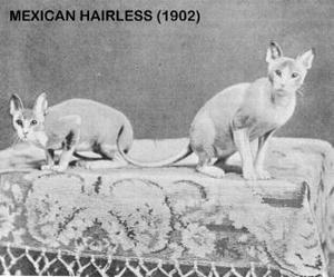 A történelem előfordulása kopasz macskák, Szfinx tenyészetben bibidan