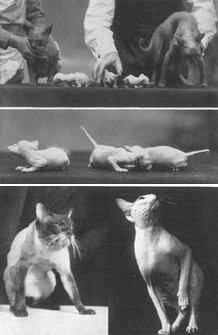 A történelem előfordulása kopasz macskák, Szfinx tenyészetben bibidan