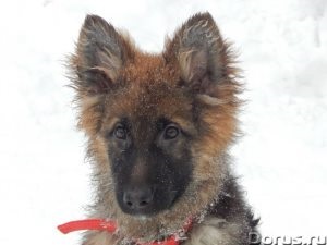 Як давати цуценяті вазелінове масло, мій щеня