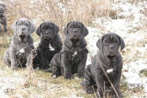 Як давати цуценяті вазелінове масло, мій щеня