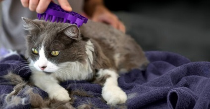 Cum și ce să pieptească părul în pisici