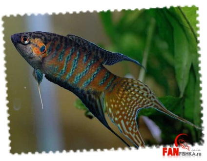 Які акваріумні рибки живуть без кисню і повітря