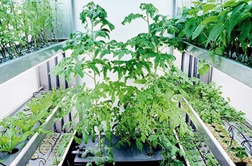 Які рослини можна вирощувати на гідропоніці
