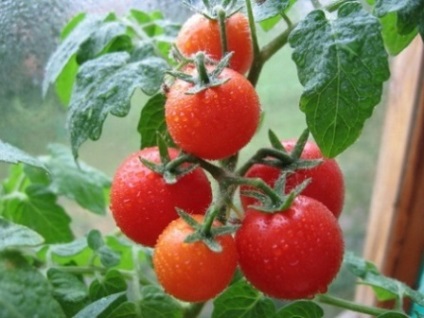 Яке насіння помідор краще вибрати для вирощування в теплиці і відкритому грунті