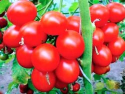 Які сорти томатів найурожайніші