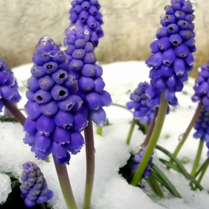 Ce flori sunt plantate în toamnă