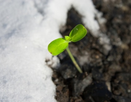 Ce flori sunt plantate în toamnă