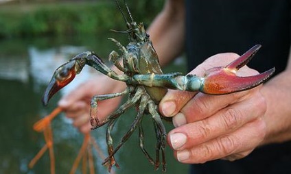 Як і коли ловити раків