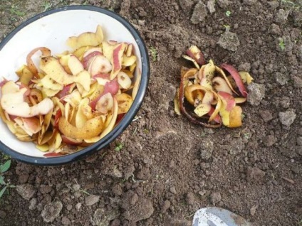 Як використовувати картопляне лушпиння в якості добрива на городі і не тільки - корисні поради