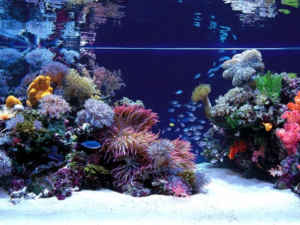 Cum să decorezi frumos un acvariu