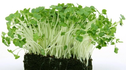 Як можна виростити крес-салат на підвіконні