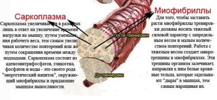 Як наростити м'язи якщо ти худий