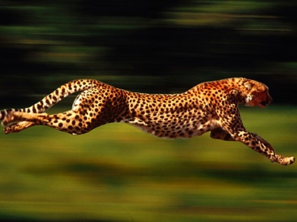 Яка тварина найшвидше бігає